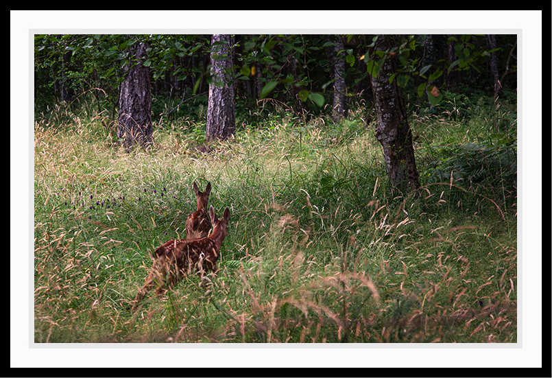 Deers running into the forest.